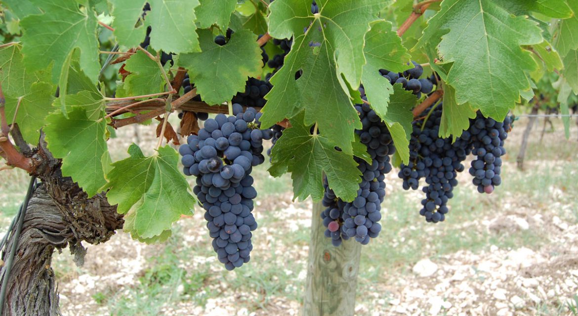 Stratégie de communication Wine & Vin